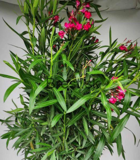 Nerium oleander 'Rosso Semplice'